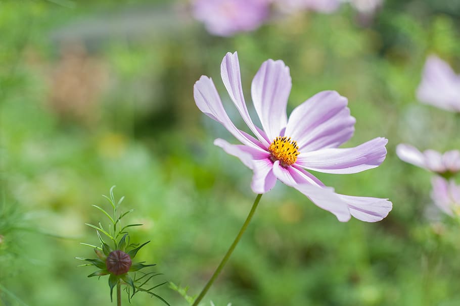 Purple and Yellow 8 Petal Flower, bloom, flora, nature, flowering plant HD wallpaper