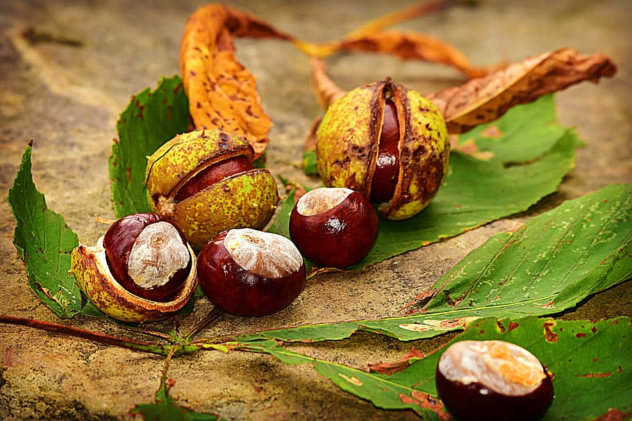 chestnut, conker, husk, autumn, leaf, shiny, castanea, fruit HD wallpaper