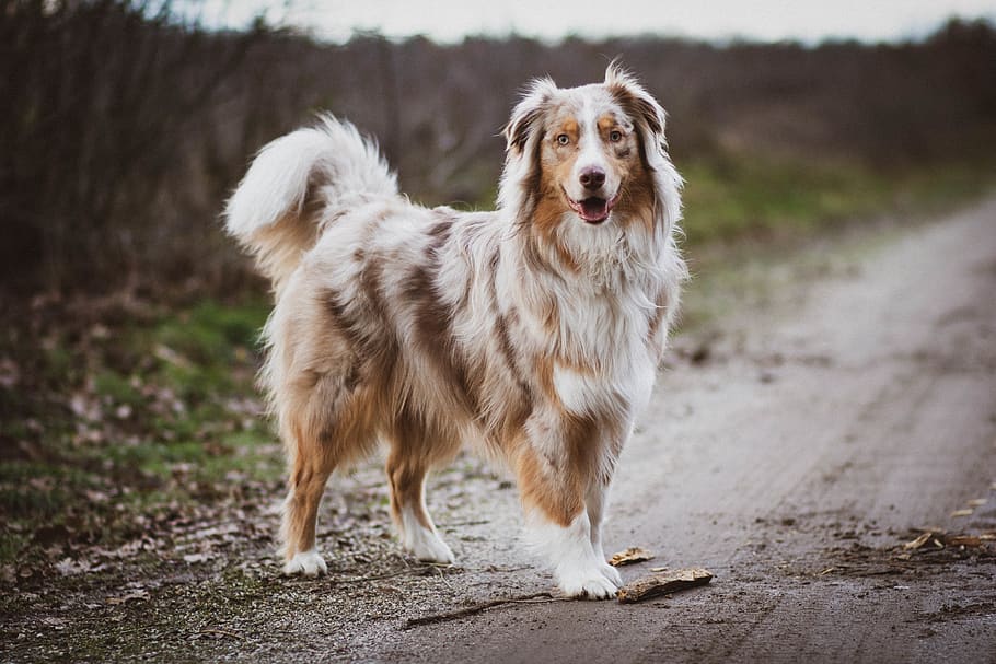 medium size brown and white long coated dog standing on road during daytime