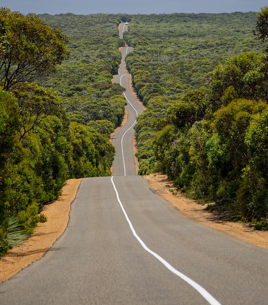 road between forest, tarmac, asphalt, way, highway, australia HD wallpaper