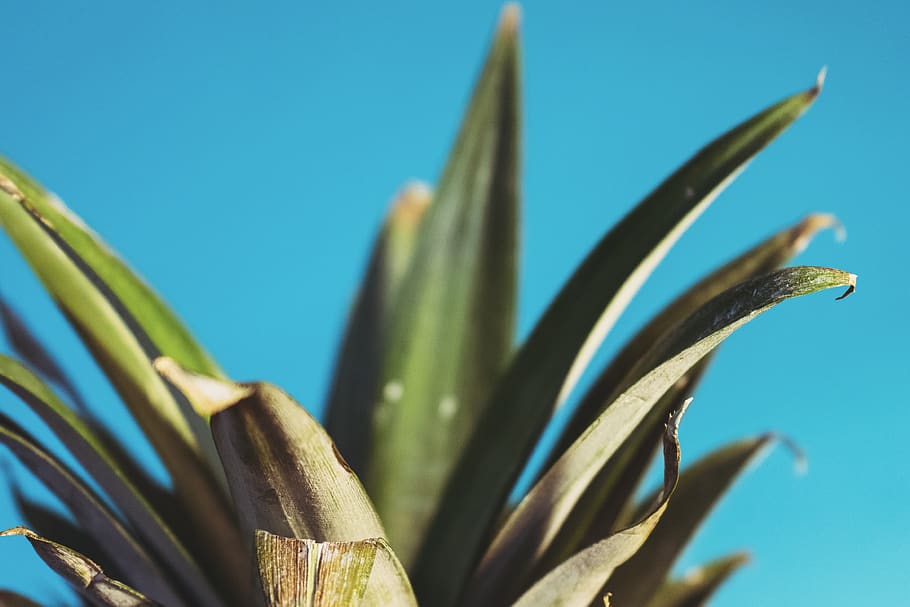 crown, pineapple, growth, plant, blue, nature, no people, close-up HD wallpaper