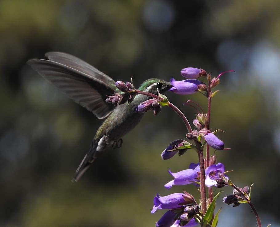 hummingbird, ave, spring, purple, nature, violet, flower, plant HD wallpaper