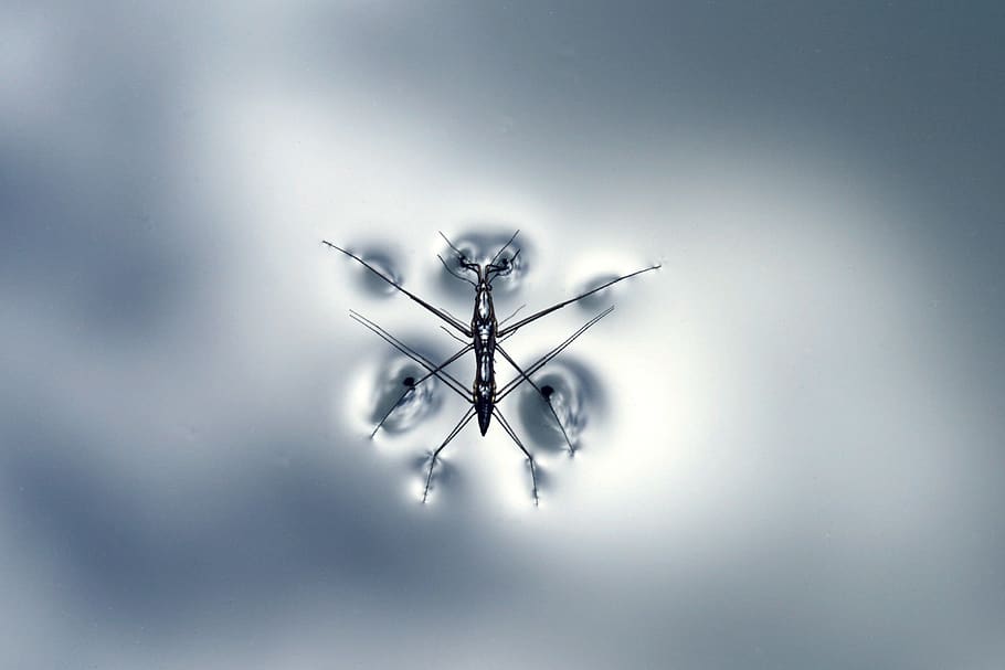 black water strider, no people, indoors, studio shot, technology HD wallpaper