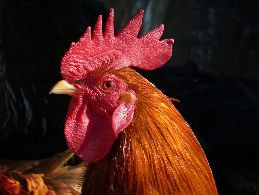gallo, poultry, chicken, crest, chicken - bird, livestock, animal themes HD wallpaper
