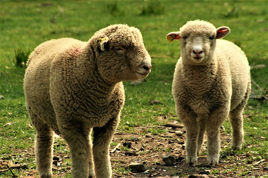 sheep, ewe, lamb, farm, group of animals, mammal, animal themes HD wallpaper