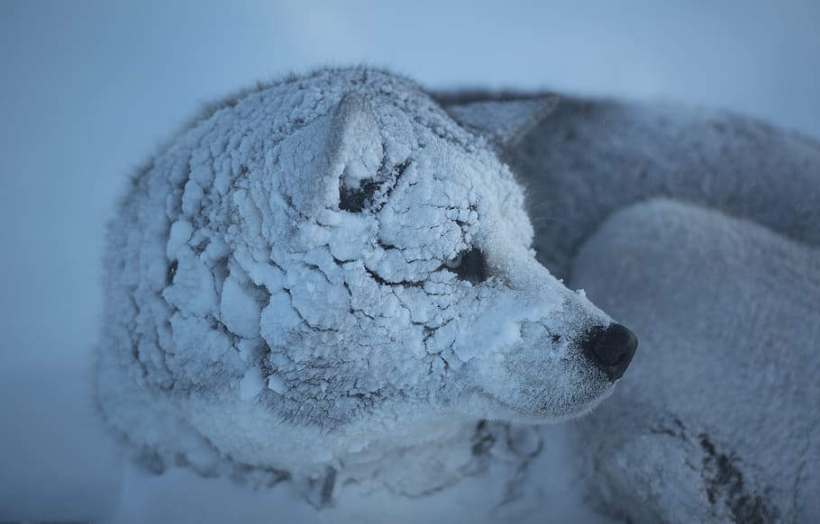 wolf at daytime, animal themes, one animal, winter, mammal, cold temperature HD wallpaper