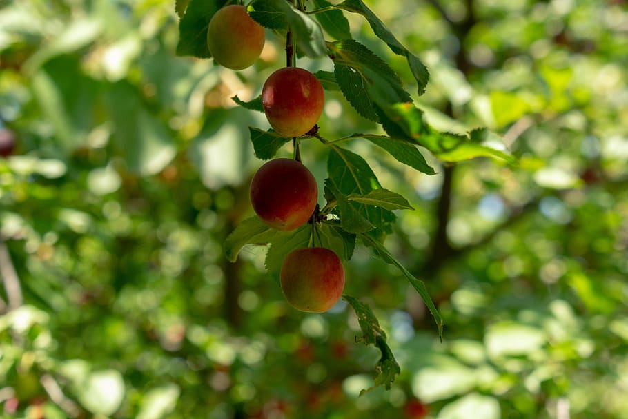 fruit, fresh, plum, tree, healthy, food, vitamins, red, ripe HD wallpaper