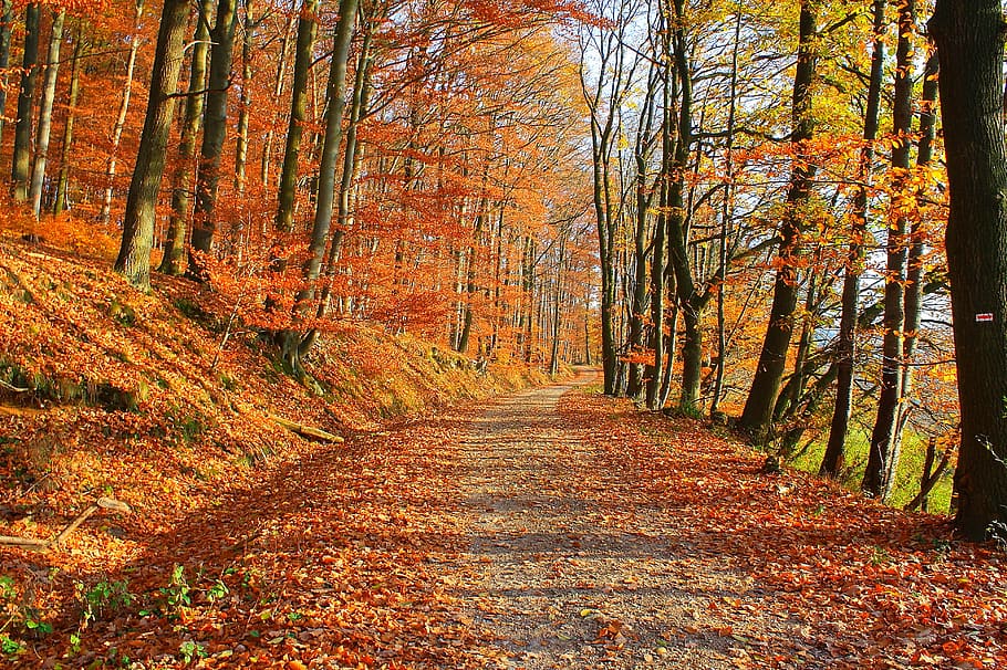 forest, nature, trees, away, autumn, land, the way forward HD wallpaper