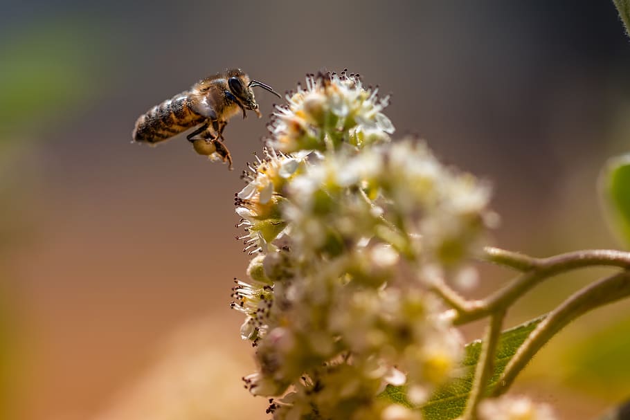 bee, macro, insects, nature, summer, garden, detail, animal themes HD wallpaper