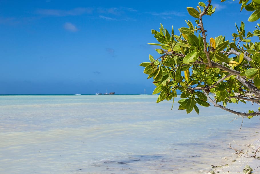 aruba, beach, caribe, latin, blue, relax, sea, water, sky, beauty in nature, HD wallpaper