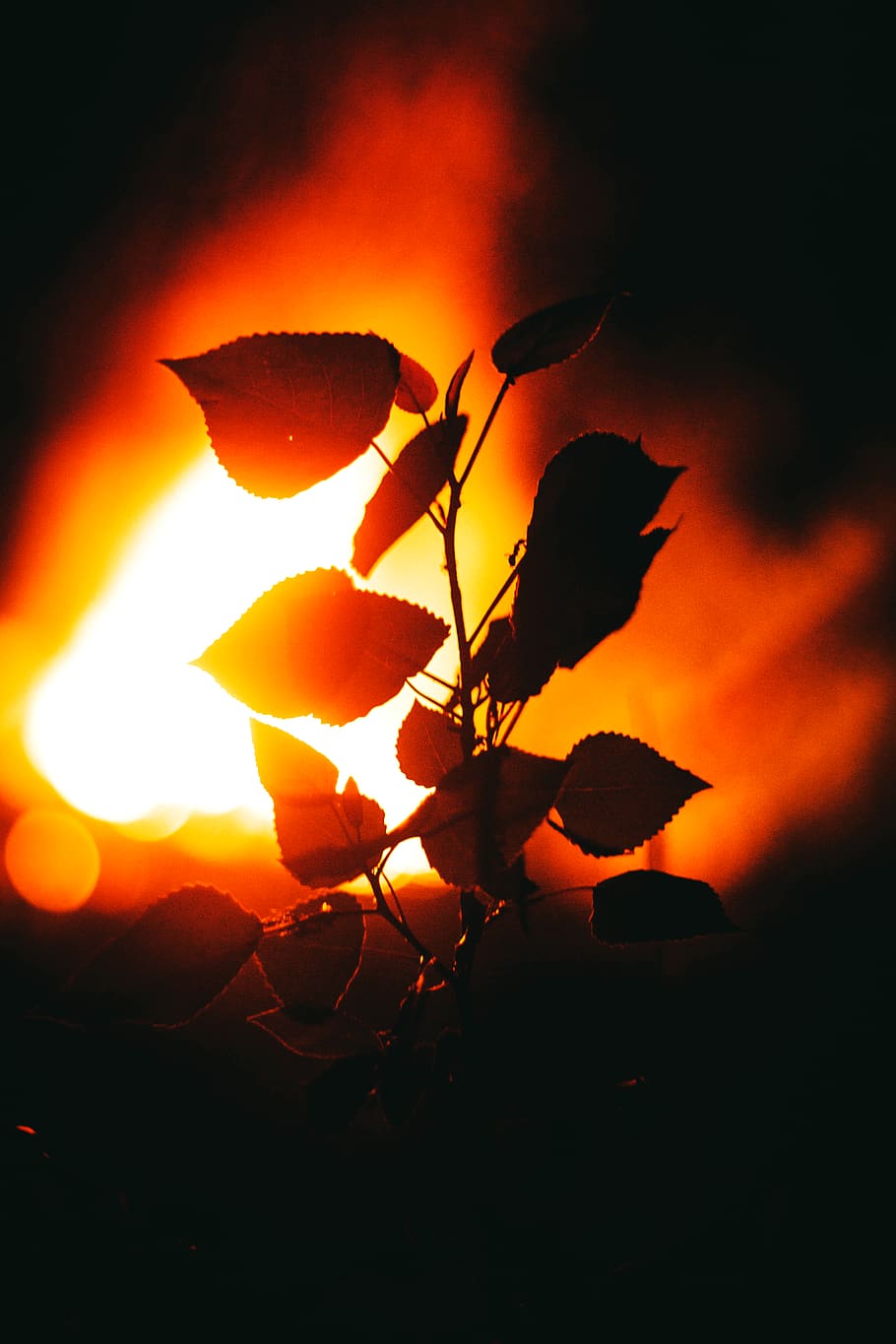 burn, burning, fire, flower, plant, weeds, tree, outdoors, orange HD wallpaper