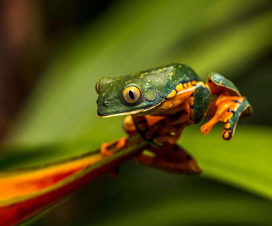selective focus photography of green frog, animal, wildlife, amphibian