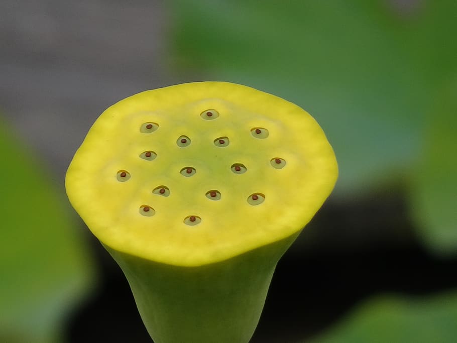 lotus, flower, fruit, seeds, pond, nature, summer, plants, beauty HD wallpaper