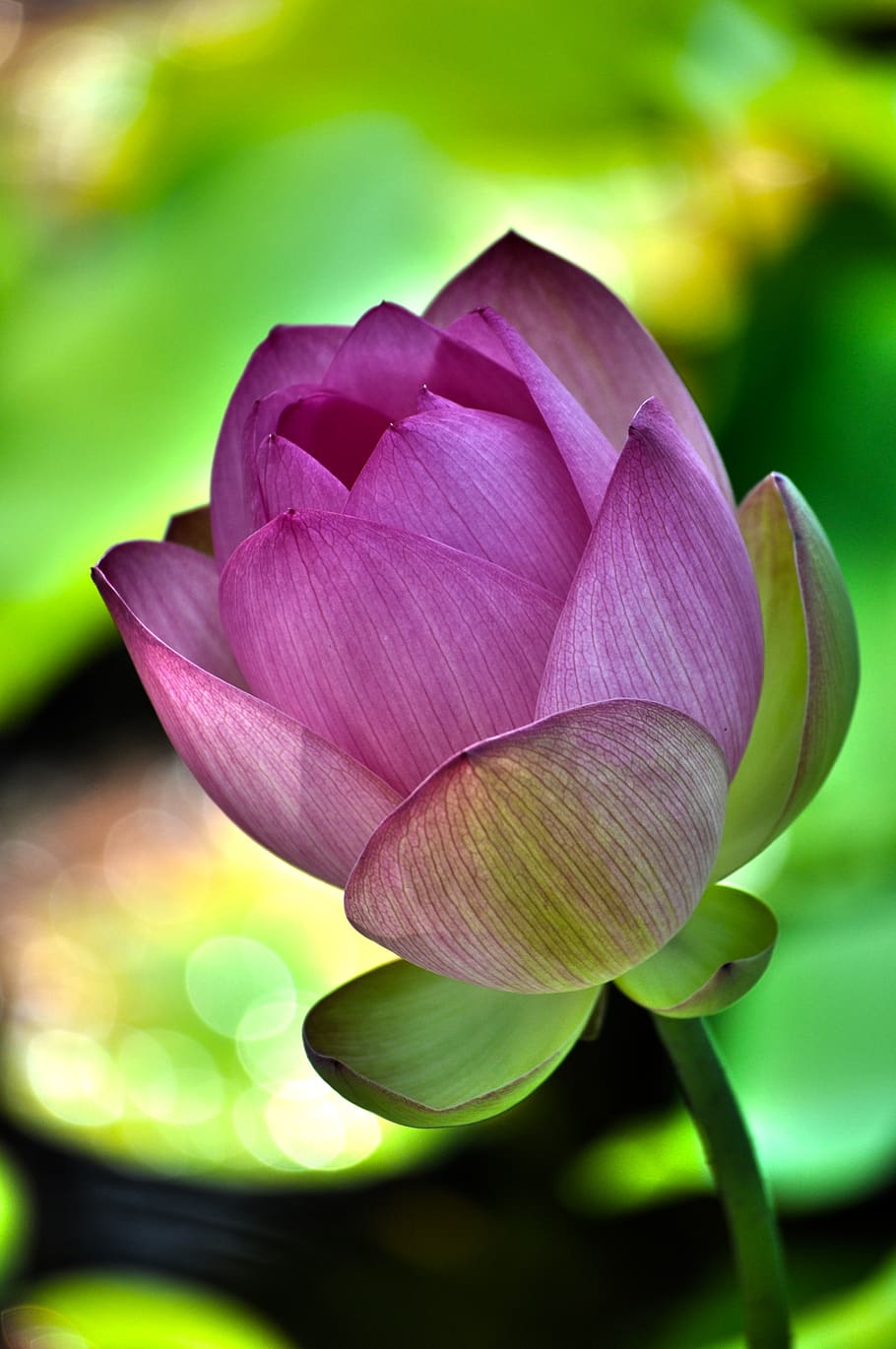 purple flower, plant, blossom, petal, bud, sprout, dahlia, photo HD wallpaper