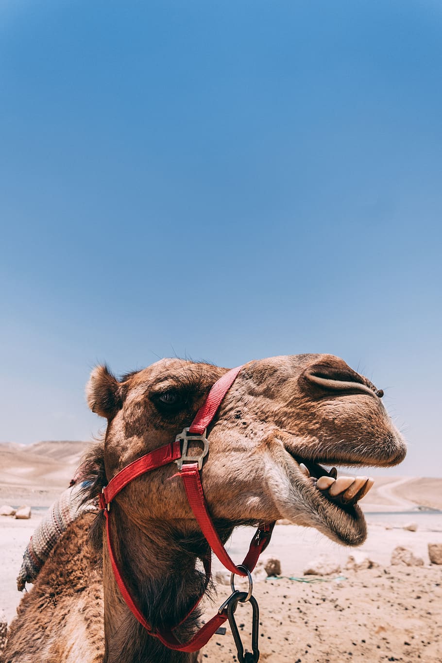 brown camel, animal themes, one animal, mammal, domestic animals HD wallpaper