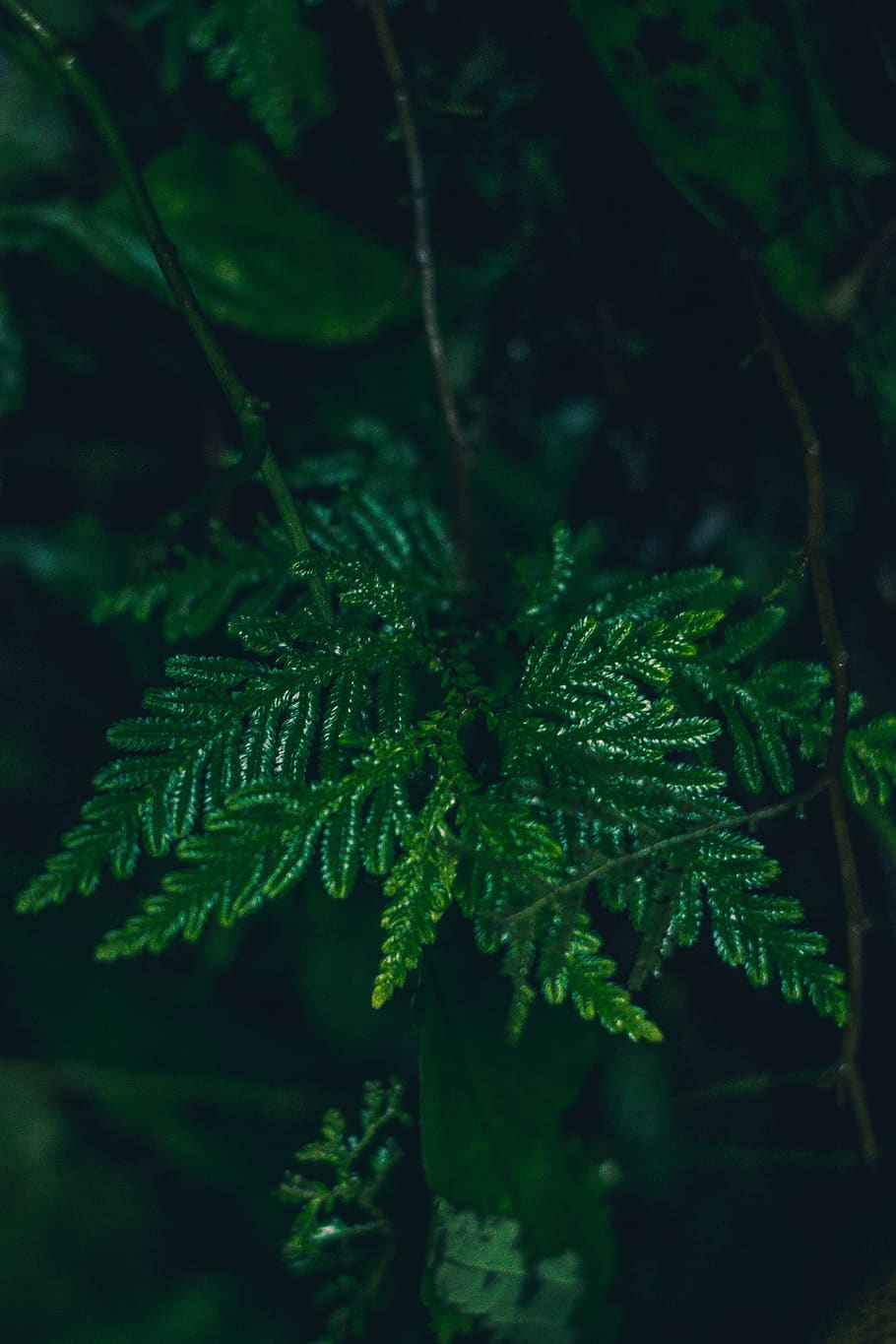 philippines, laguna, leaf, quotes, green, trees, moody, forest HD wallpaper