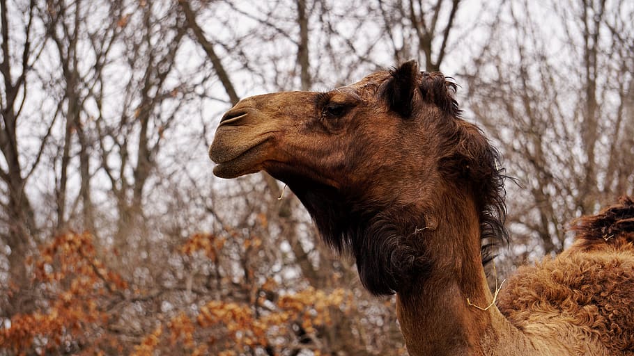 focus photography of brown camel, animal, mammal, united states, HD wallpaper
