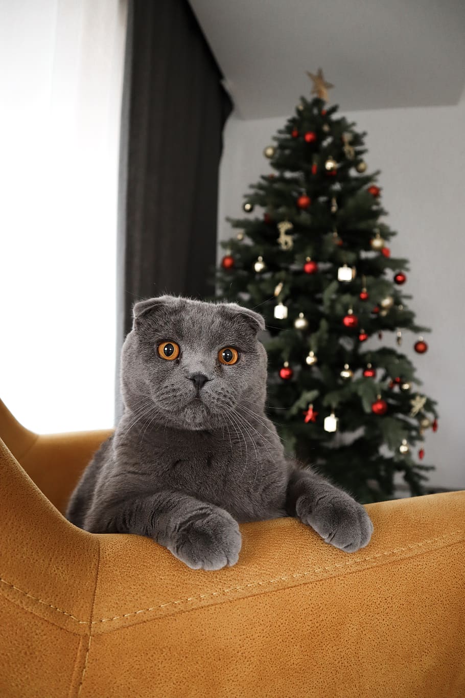 gray cat on brown sofa, christmas, holiday, one animal, christmas tree HD wallpaper