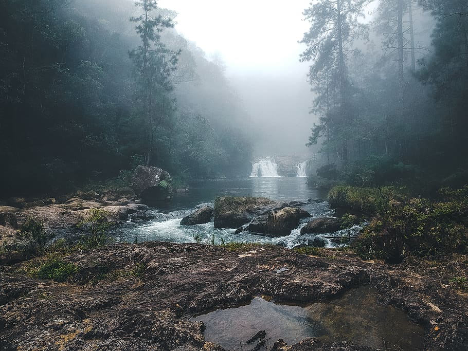 trees near falls, water, stream, rock, nature, forest, grey, waterfall HD wallpaper