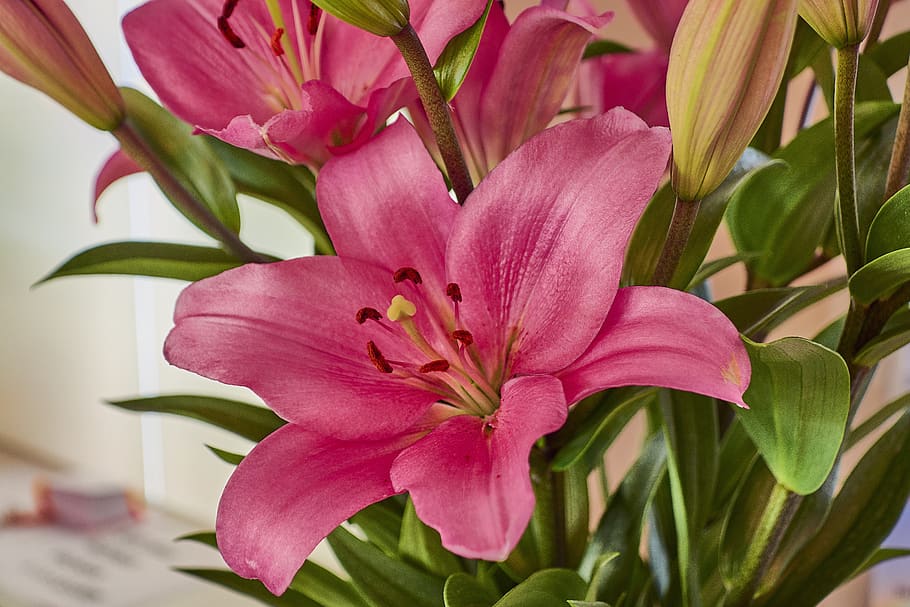 flower, spring, plant, flora, nature, beauty, garden, colorful HD wallpaper