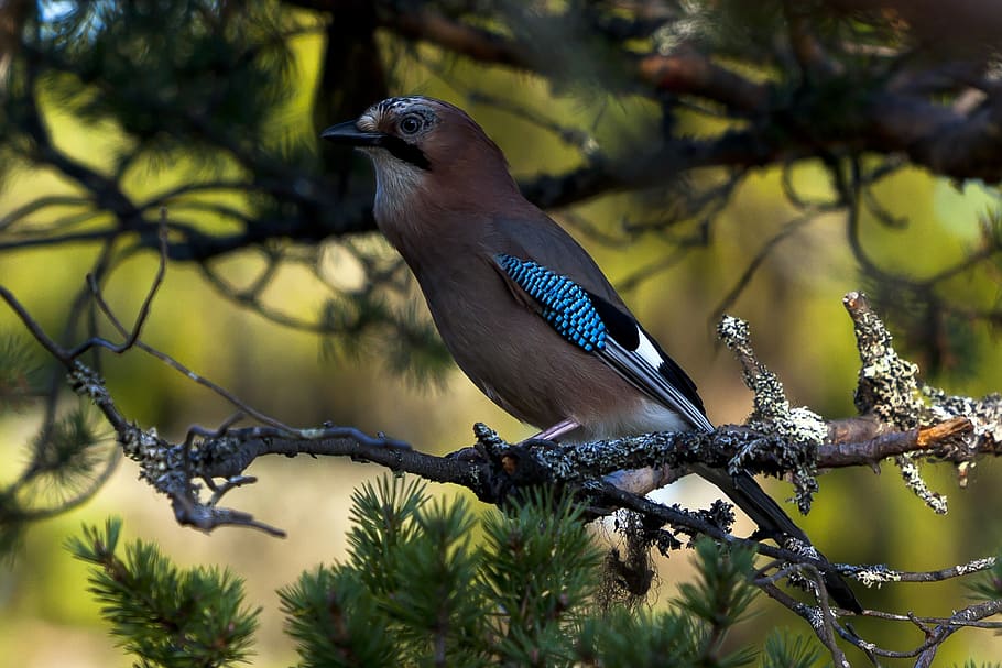 nøtteskrike, pine, branch, forest, the nature of the, animal HD wallpaper