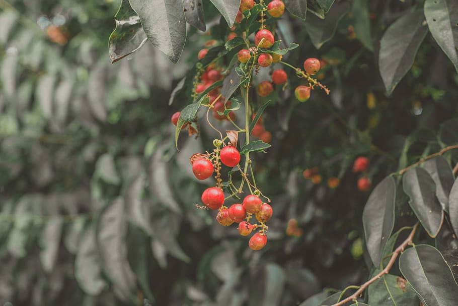 food and drink, fruit, growth, healthy eating, leaf, plant HD wallpaper
