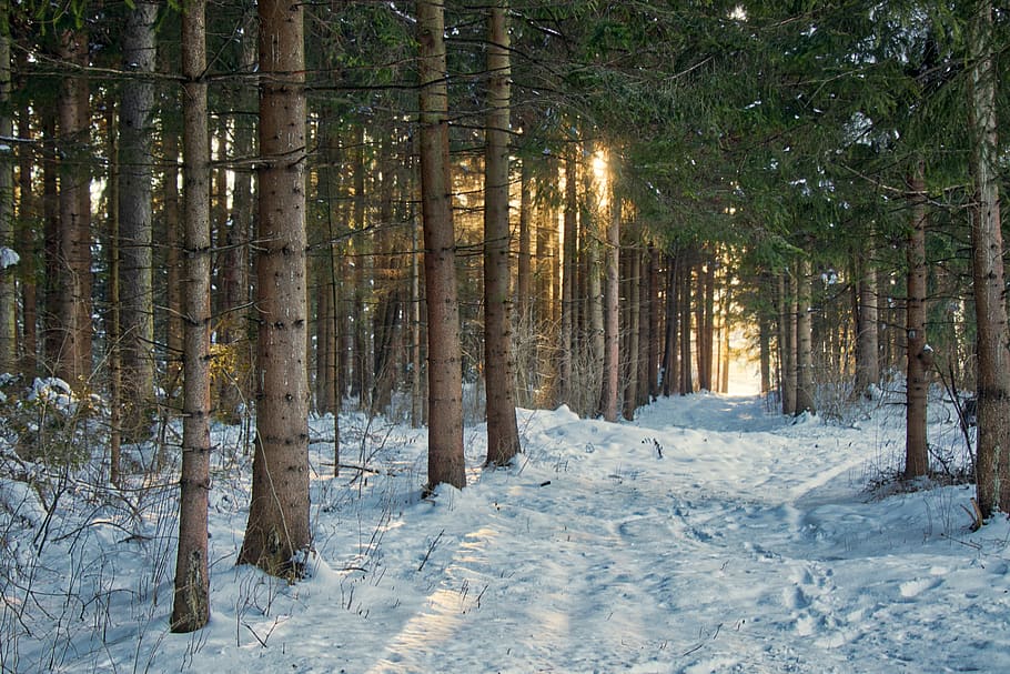 snow, winter, wood, tree, frost, light, scenic, cold, nature HD wallpaper