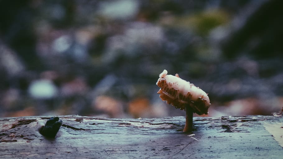 forest, fall, trees, mushrooms, close-up, no people, fungus HD wallpaper