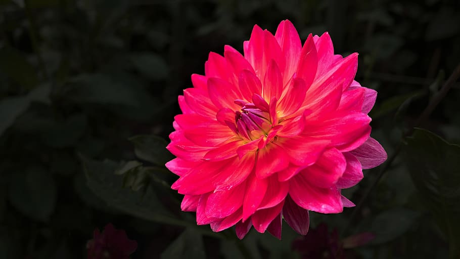 flower, pink, color, petal, flowering plant, fragility, beauty in nature HD wallpaper