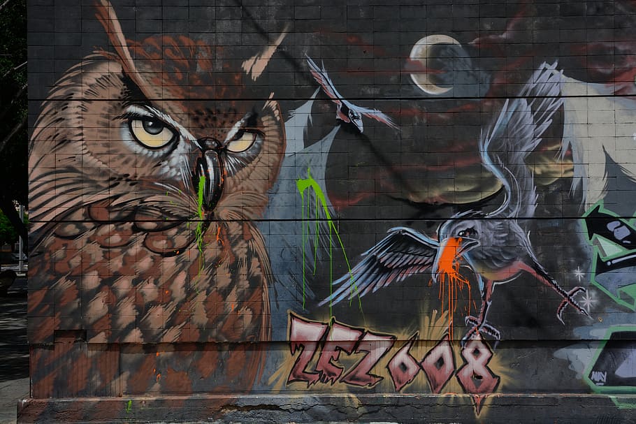 spain, tenerife, urban, graph, owl, crow, street art, art and craft HD wallpaper