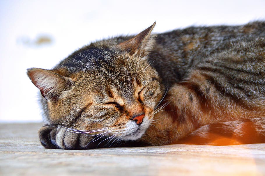 cat, sleep, tabby, kitten, cute, animal, pets, fur, feline HD wallpaper