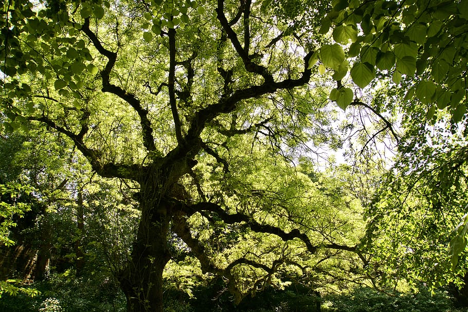 tree canopy, green, light, shadow, leaf, leaves, pattern, branches HD wallpaper
