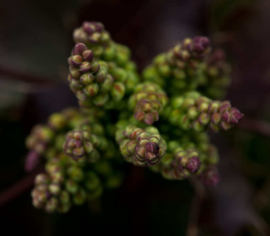 Green and Purple Flower Close Up Photo, blur, bud, flora, flower buds HD wallpaper
