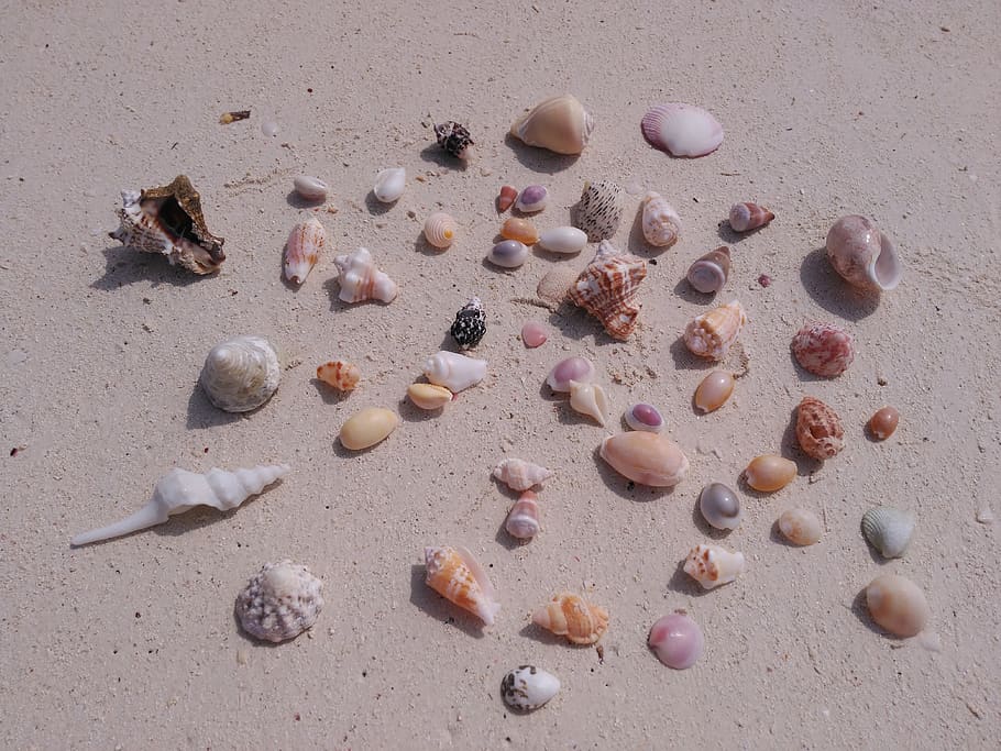 tanzania, kiwengwa, shells, sand, zanzibar, beach, land, high angle view, HD wallpaper