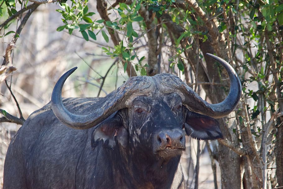 malawi, usa, animal themes, mammal, animal wildlife, horned HD wallpaper