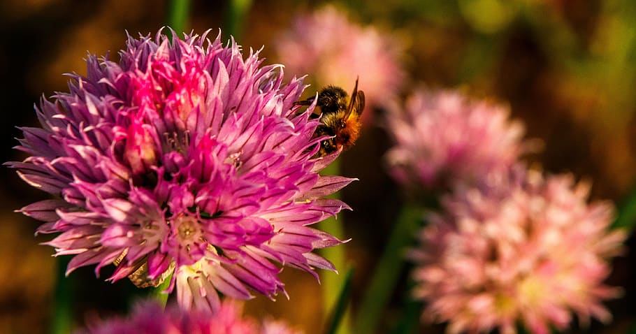 blossom, bloom, insect, macro, bee, pollen, animal world, flight insect, HD wallpaper