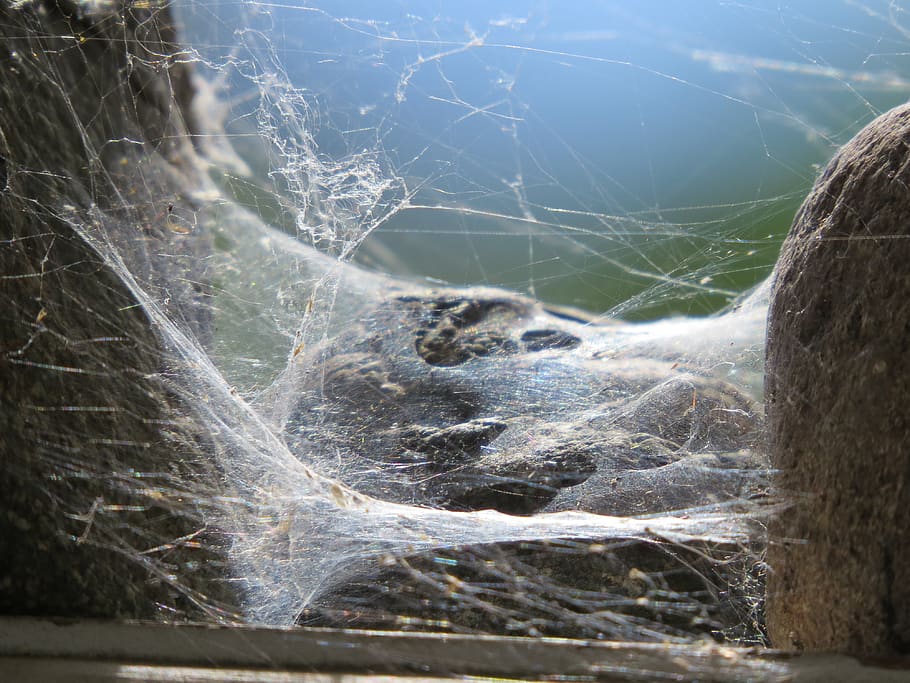 spider web, rocks, cobweb, spooky, texture, creepy, halloween HD wallpaper