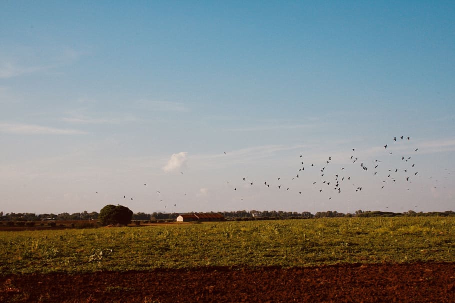 trees, birds, fall, lovely, nature, sky, landscape, animal HD wallpaper