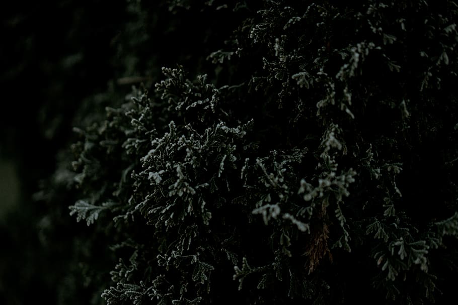 nature, tree, trees, grass, green, cold, fall, winter, december HD wallpaper