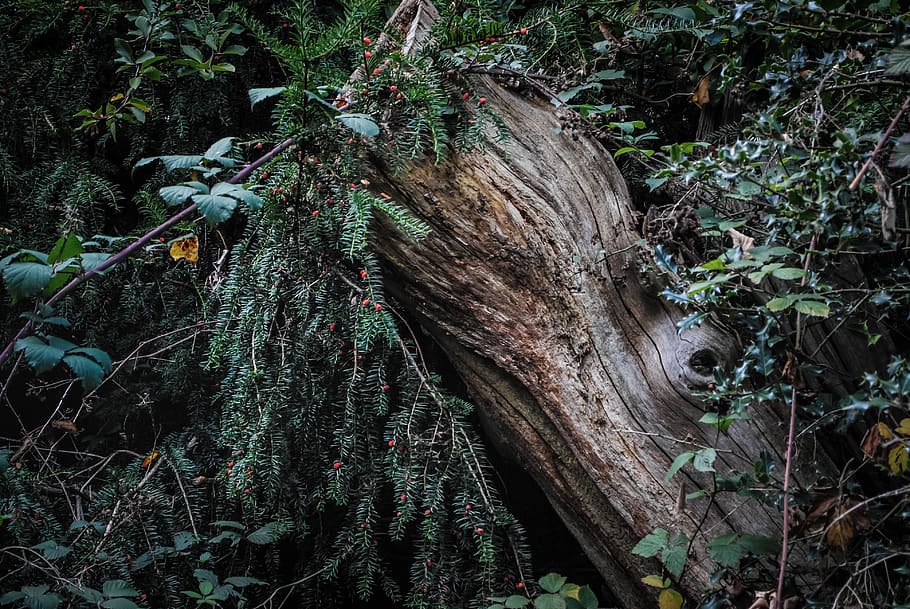 log, tree, plants, shrubs, england, nice, wood, growth, forest HD wallpaper