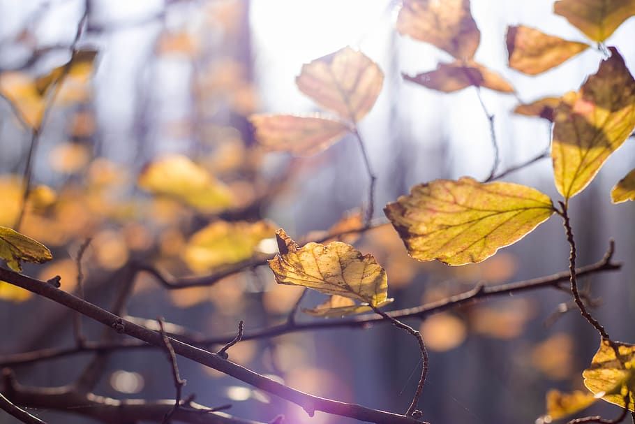 leaf, color, zoom, forest, tree, autumn, winter, yellow, nature HD wallpaper