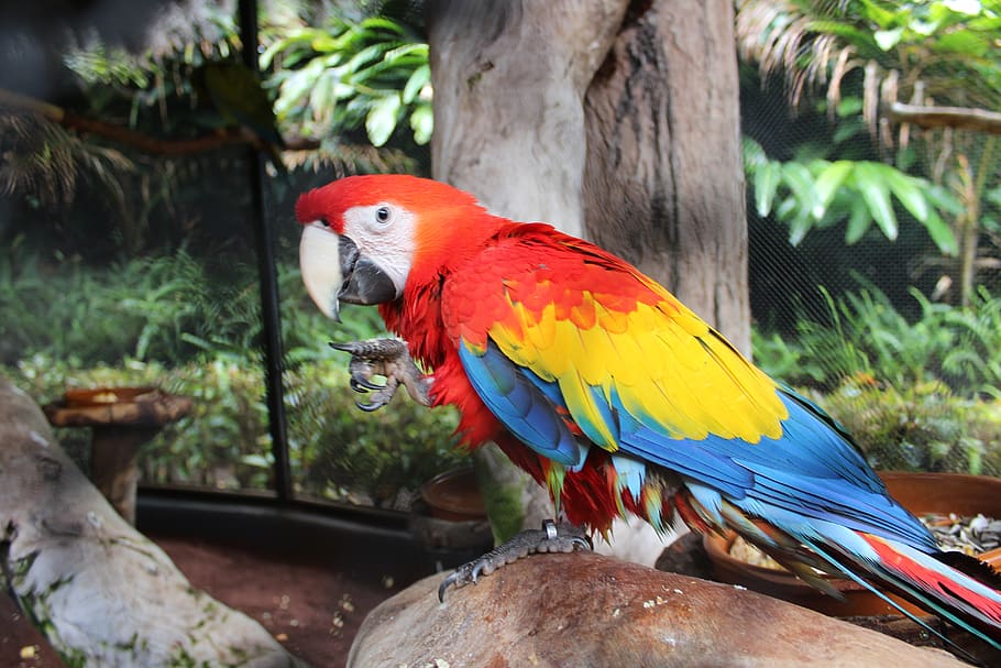 ara, parrot, zoo, animal, plumage, beak, bird, multicolor, colorful HD wallpaper