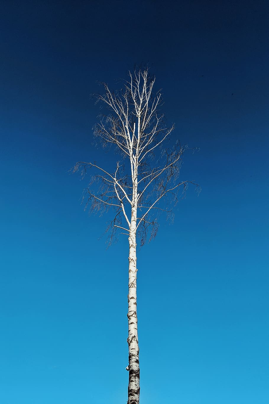 bare tree, sky, blue, clear sky, plant, low angle view, nature HD wallpaper