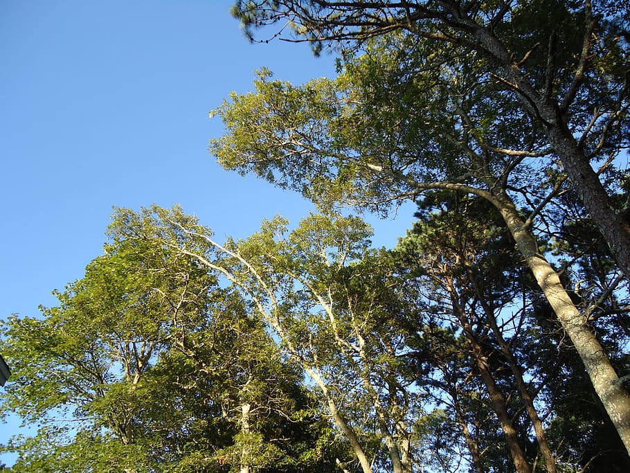 tree, trees, tops, branches, sky, leaves, tall, green, plant HD wallpaper