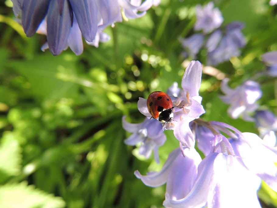 Ladybug on Pink Petaled Flower during Daytime, bloom, flora, flowers HD wallpaper
