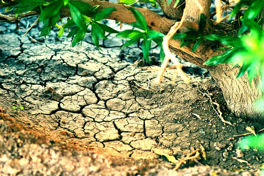 dried, cracked, soil, tree, green leaves, desert, egypt, plant HD wallpaper
