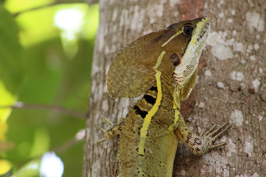 reptile, mexican, tabasco, animal themes, animal wildlife, one animal HD wallpaper