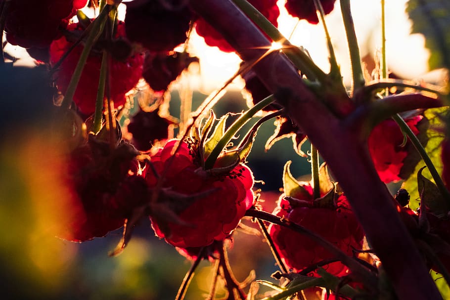 poland, wyręba, plant, red, close-up, growth, nature, flower HD wallpaper