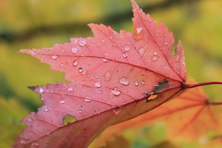 water, drop, plant part, leaf, wet, autumn, close-up, focus on foreground HD wallpaper