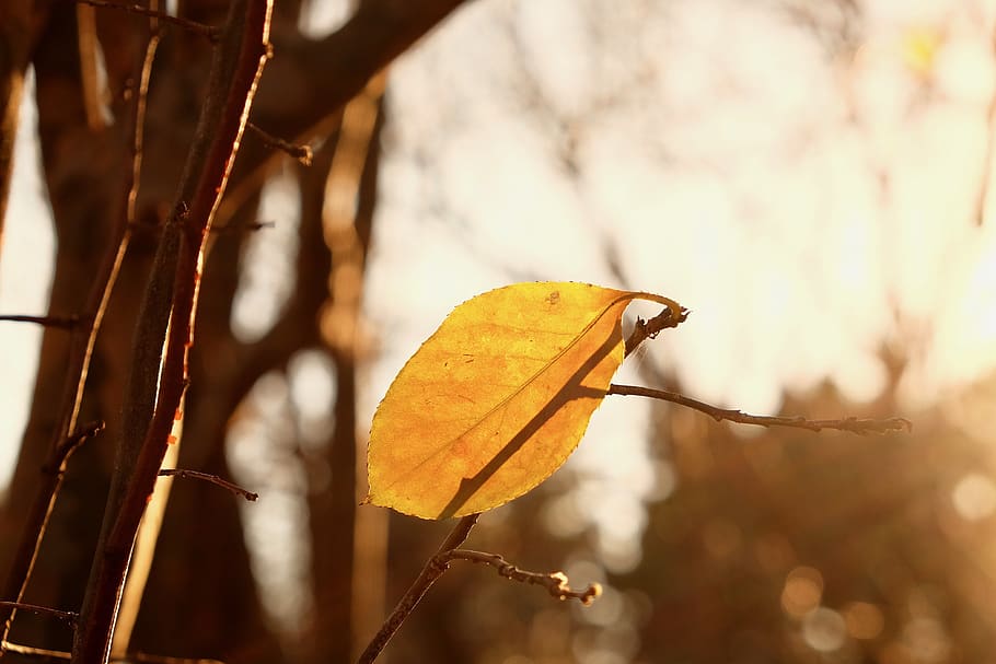 leaf, sunset, tree, yellow, autumn, plant part, focus on foreground HD wallpaper